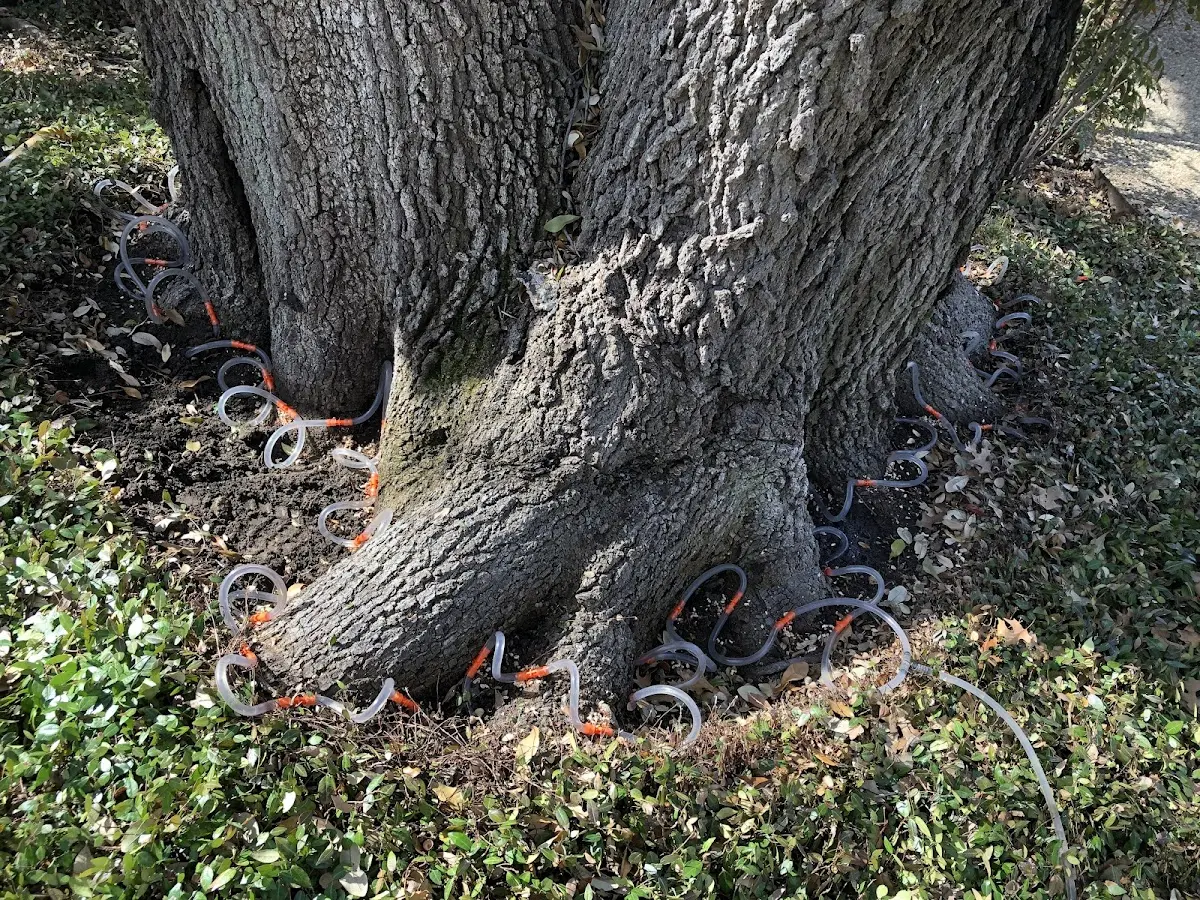 Detailed Tree Cabling and Bracing job site in Mount Marion