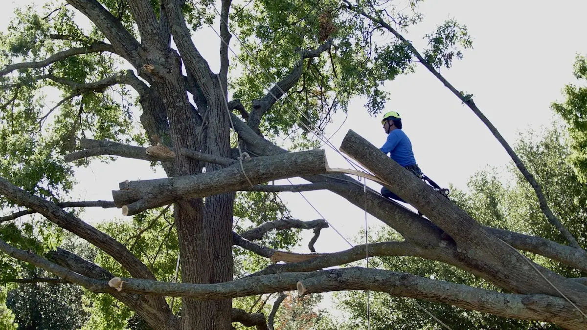 Professional Crown Thinning performed by certified arborists in Mount Marion